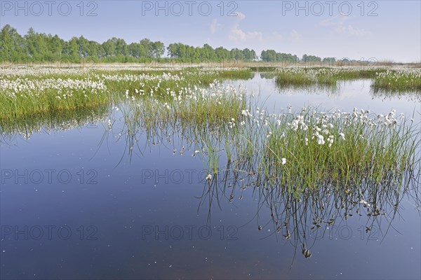 Tall Cottongrass or Common Cottongrass (Eriophorum angustifolium)