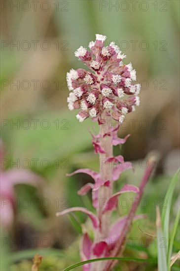 Common Butterbur (Petasites hybridus