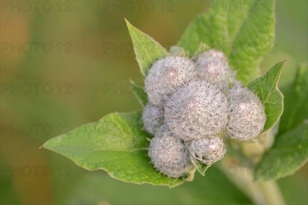 Downy Burdock (Arctium tomentosum)