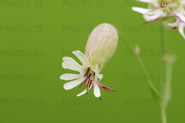 Bladder Campion (Silene vulgaris)