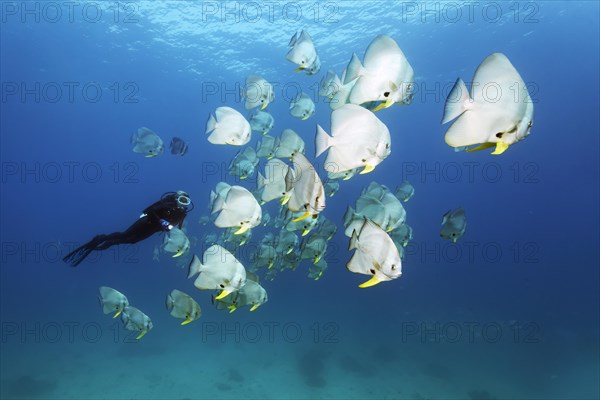 A Diver amongst a shoal of Teira Batfish (Platax teira)