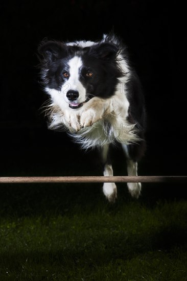 Border Collie