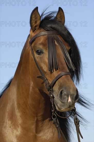 Andalusian Horse