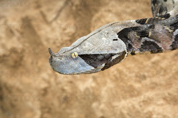 Gaboon Viper (Bitis gabonica)