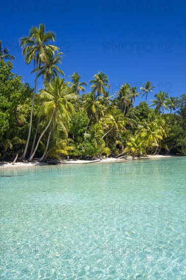 Lagoon with a sandy beach and palm trees