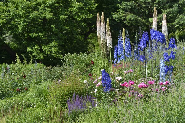 Bed with Foxtail lily (Eremurus robustus) and Larkspur (Delphinium)