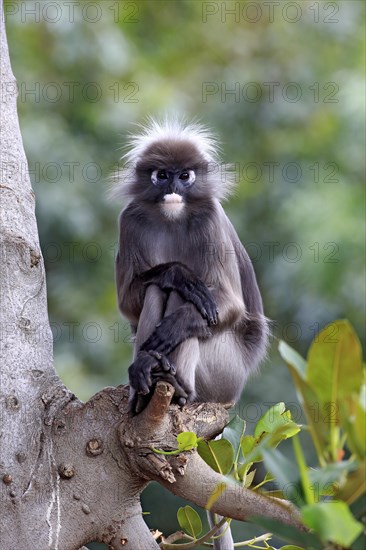 Dusky Leaf Monkey or Spectacled Langur (Trachypithecus obscurus)