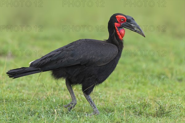 Southern ground hornbill (Bucorvus leadbeateri) walking in grass