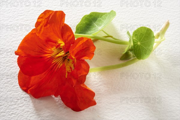 Fresh Nasturtium (Tropaeolum)