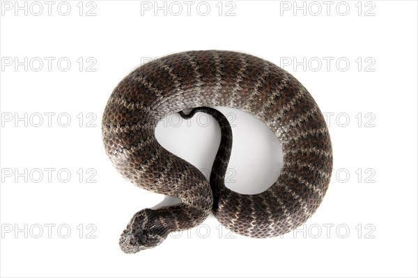 Common Death Adder (Acanthophis antarcticus)