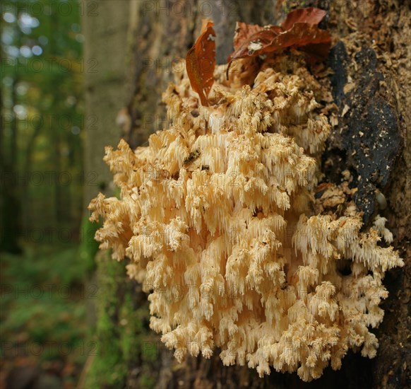 Coral Tooth (Hericium coralloides)