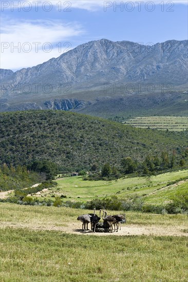 Commercial ostrich farm