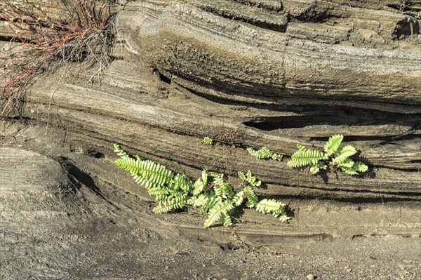 Vegetation growing on lava field