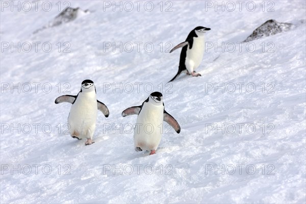 Chinstrap penguins (Pygoscelis antarctica)