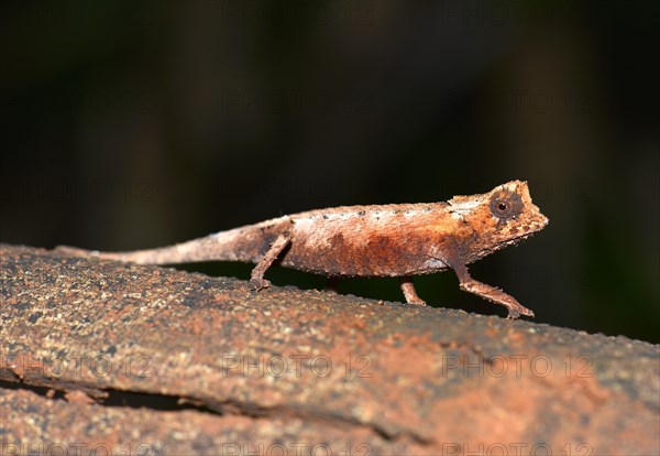 Northern leaf chameleon (Brookesia ebenaui)