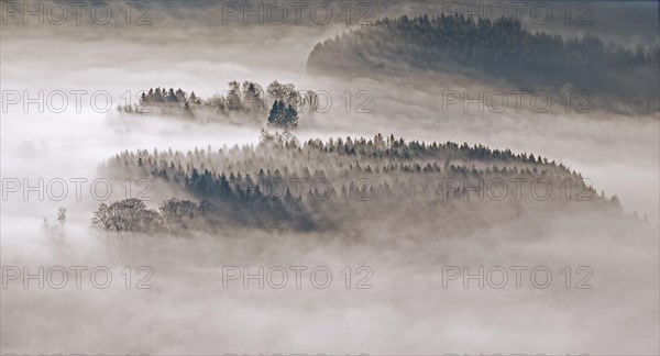 Hill with fir trees and spruce trees