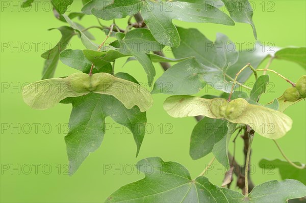 Field Maple (Acer campestre)