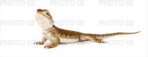 Dwarf Bearded Dragon (Pogona minor)