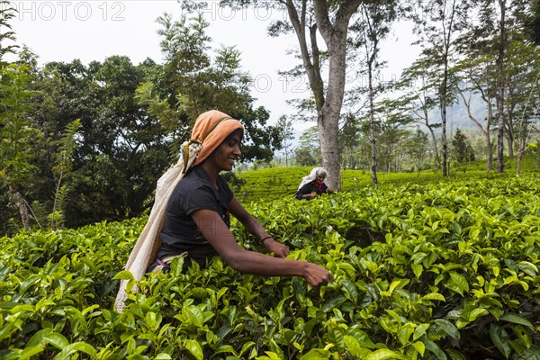 Tea picker