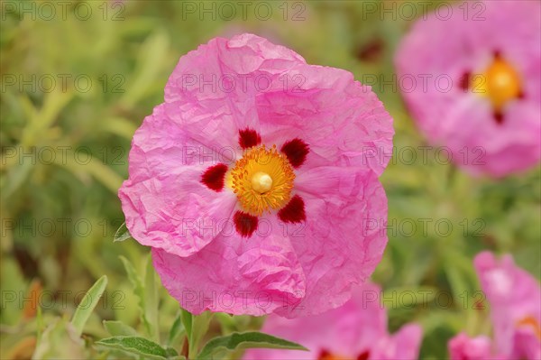 Orchid Rockrose (Cistus x purpureus)