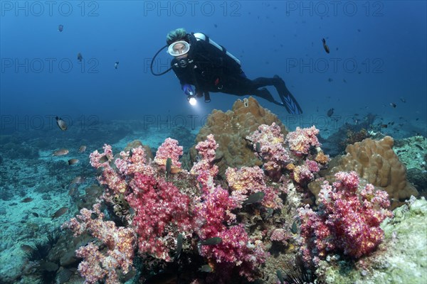 Various soft corals and hard corals