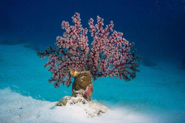 Cherry Blossom Coral or Godeffroy's Soft Coral (Siphonogorgia godeffroyi)