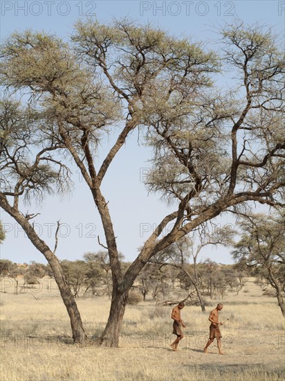 Bushmen in the Kalahari Desert