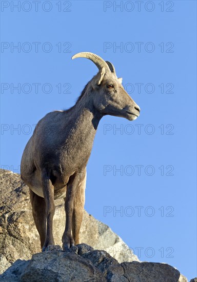 Bighorn Sheep (Ovis canadensis)