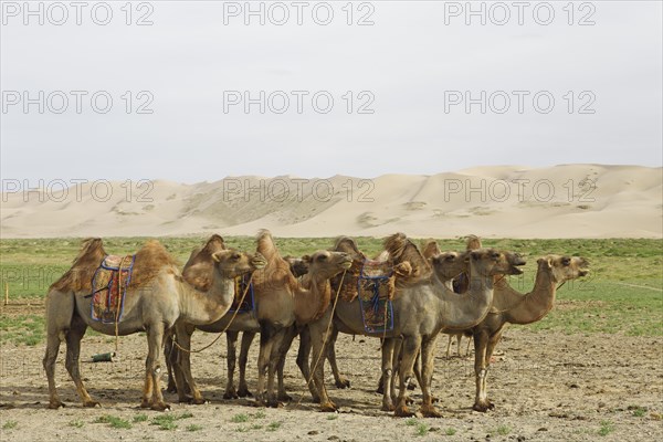 Herd of Bactrian Camels (Camelus ferus) with Mongolian saddles in front of the sand dunes of Khongoryn Els