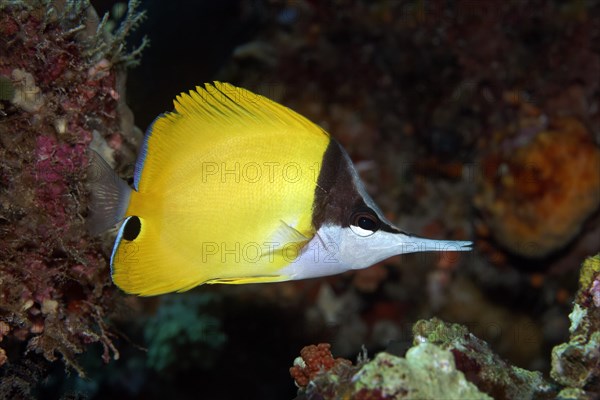 Yellow Longnose Butterflyfish (Forcipiger flavissimus)