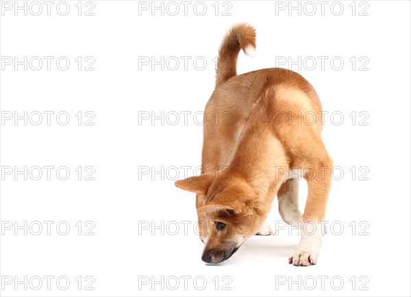 Dingo (Canis lupus dingo)