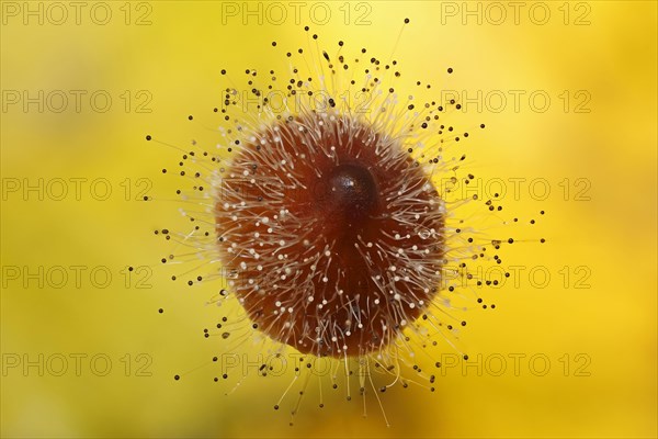 Bonnet Mould (Spinellus fusiger) growing on a Bonnet mushroom (Mycena)