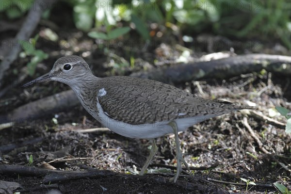 Common Sandpiper (Actitis hypoleucos) in search of food