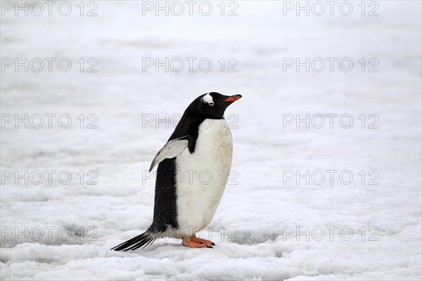 Gentoo Penguin (Pygoscelis papua)