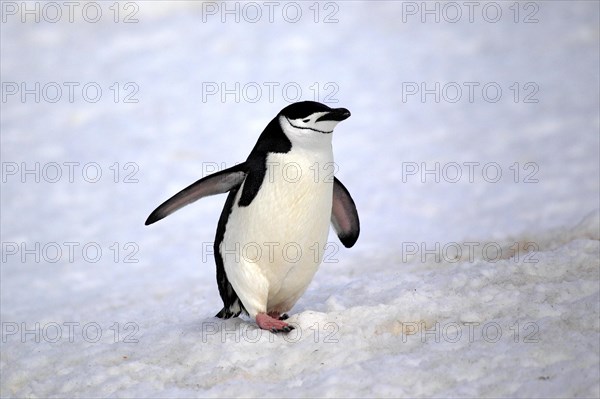 Chinstrap Penguin (Pygoscelis antarctica)