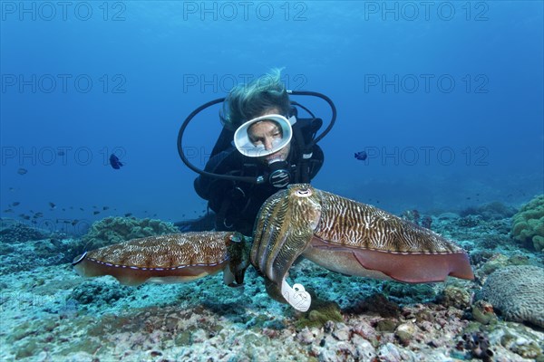 Divers looking at a pair of Broadclub Cuttlefish (Sepia latimanus)