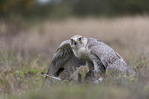 Saker Falcon (Falco cherrug) with prey