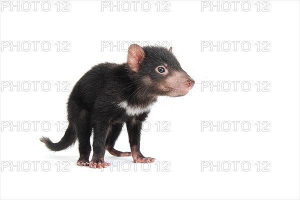 Tasmanian Devil (Sarcophilus harrisii)