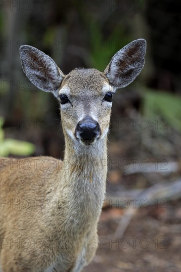 Key-white-tailed deer (Odocoileus virginianus clavium)