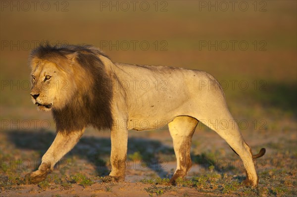 Lion (Panthera leo)