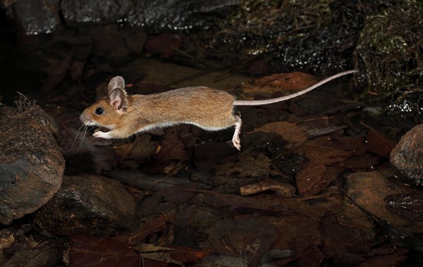 Yellow-necked Mouse (Apodemus flavicollis)