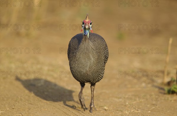 Helmeted Guineafowl (Numida meleagris)