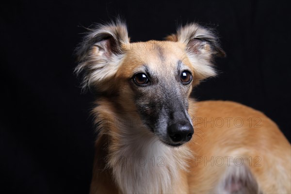 Longhaired Whippet or Silken Windsprite