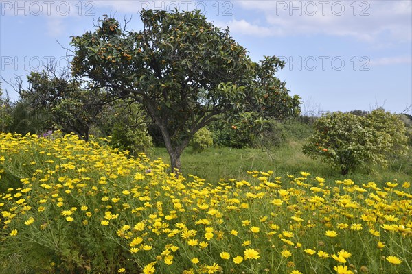 Golden Chamomile (Anthemis tinctoria syn Cota tinctoria) and Loquat or Japanese Medlar (Eriobotrya japonica)