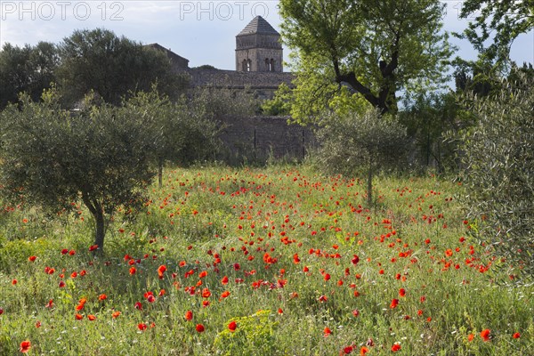 Olive grove with poppies