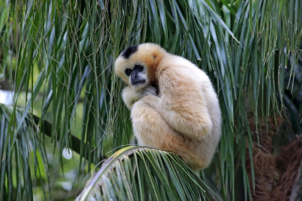 Northern White-cheeked Gibbon (Nomascus leucogenys)