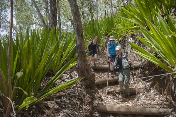 Hikers in the forest