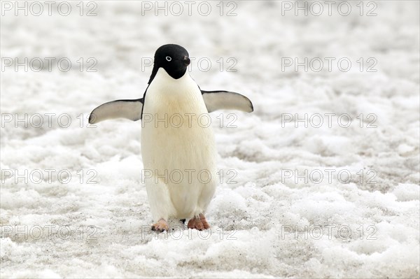 Adelie Penguin (Pygoscelis adeliae)