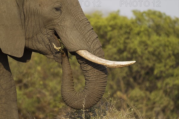 African Elephant (Loxodonta africana)