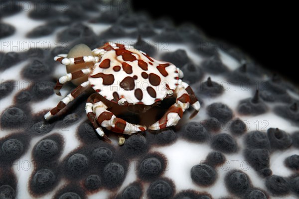 Anemone Crab (Lissocarcinus laevis) carrying its eggs on the abdomen